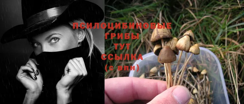 Галлюциногенные грибы Magic Shrooms  Кондопога 